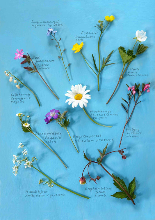 Markblomster blå A4