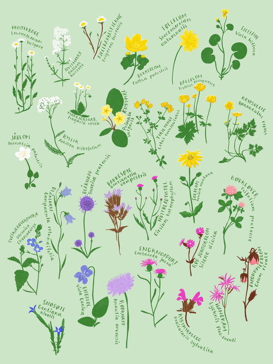 Markblomster på norsk og latin