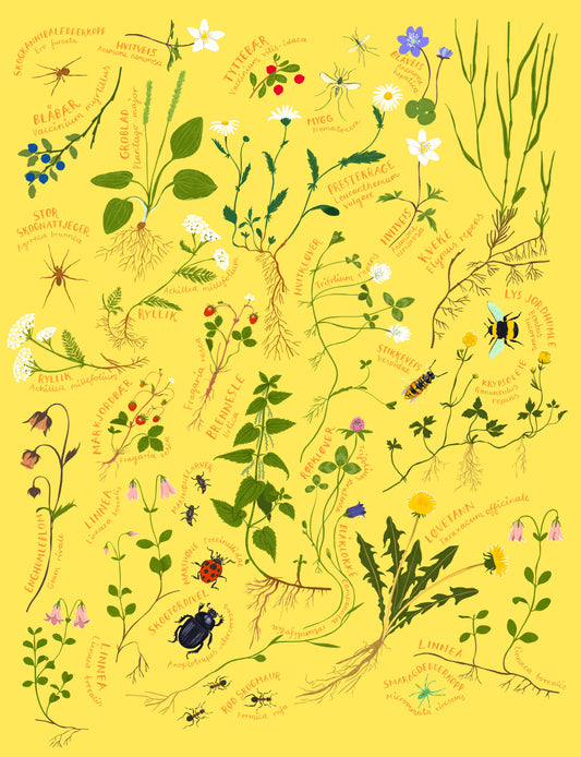 Ville vekster og småkryp